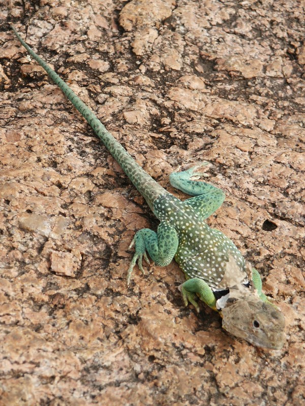 Shedding Lizard